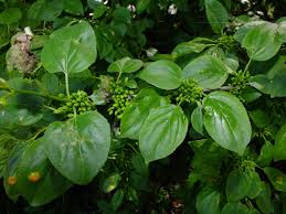 Attēlu rezultāti vaicājumam “Rhamnus cathartica leaf”