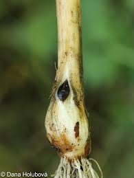 Attēlu rezultāti vaicājumam “Allium scorodoprasum fruit”