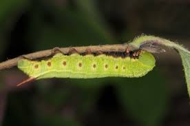 Attēlu rezultāti vaicājumam “Hemaris fuciformis”