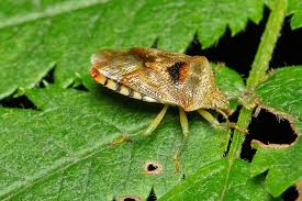 Attēlu rezultāti vaicājumam “Elasmucha grisea imago”