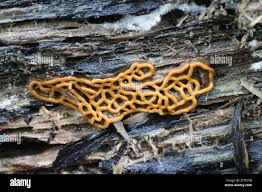 Attēlu rezultāti vaicājumam “Hemitrichia serpula macro”