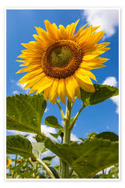 Image result for Sonnenblume