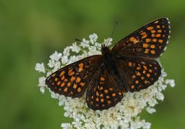 Attēlu rezultāti vaicājumam “Melitaea diamina upperside”