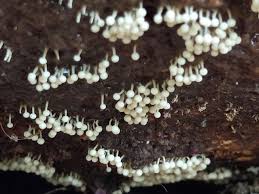 Attēlu rezultāti vaicājumam “Diderma floriforme macro”