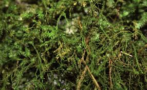 Attēlu rezultāti vaicājumam “Anomodon longifolius”