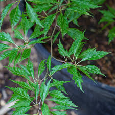 Attēlu rezultāti vaicājumam “Fagus sylvatica leaf”