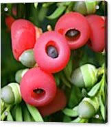 Attēlu rezultāti vaicājumam “Taxus baccata fruit”