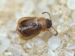 Attēlu rezultāti vaicājumam “Anthonomus phyllocola”