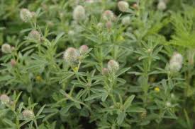 Attēlu rezultāti vaicājumam “Trifolium arvense leaf”