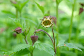 Attēlu rezultāti vaicājumam “Geum rivale bud”