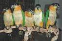 Black-Headed Caique