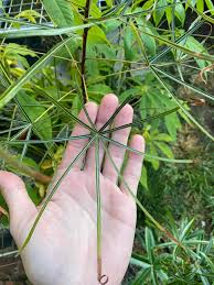 Attēlu rezultāti vaicājumam “Cirriphyllum piliferum sporophyte”