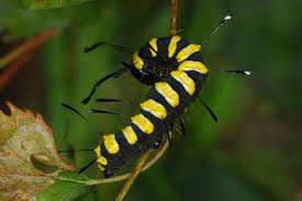 Attēlu rezultāti vaicājumam “Acronicta alni larva”