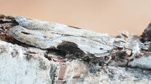 Attēlu rezultāti vaicājumam “Hypatima rhomboidella”