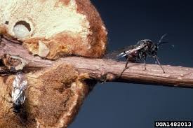 Attēlu rezultāti vaicājumam “Cynipidae”