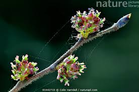 Attēlu rezultāti vaicājumam “Ulmus glabra leaf”