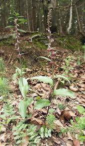 Attēlu rezultāti vaicājumam “Epipactis atrorubens”