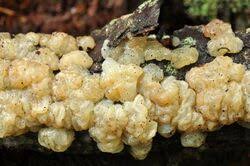 Attēlu rezultāti vaicājumam “Exidia cartilaginea”