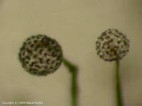 Attēlu rezultāti vaicājumam “Cribraria microcarpa”