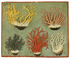 Attēlu rezultāti vaicājumam “Clavulina amethystina”