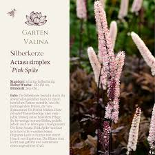 Image result for Silberkerze