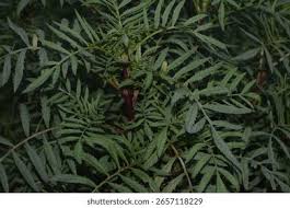 Attēlu rezultāti vaicājumam “Tagetes leaf”