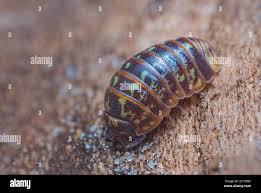 Attēlu rezultāti vaicājumam “Armadillidium pulchellum”