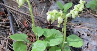 Attēlu rezultāti vaicājumam “Orthilia secunda fruit”
