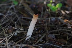 Attēlu rezultāti vaicājumam “Mutinus caninus”