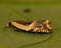 Attēlu rezultāti vaicājumam “Ancylis badiana”