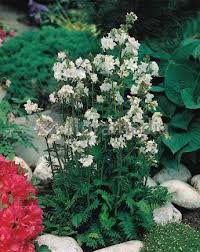 Image result for Polemonium coeruleum album
