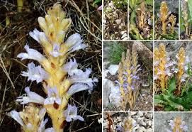 Attēlu rezultāti vaicājumam “Orobanche coerulescens flower”