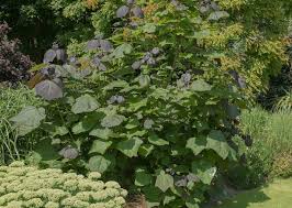 Attēlu rezultāti vaicājumam “Catalpa”