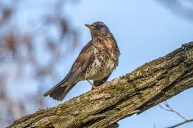 Attēlu rezultāti vaicājumam “Turdus pilaris adult”