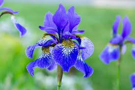 Attēlu rezultāti vaicājumam “Iris sibirica leaf”