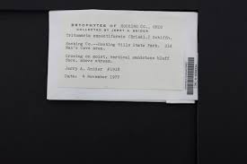 Attēlu rezultāti vaicājumam “Tritomaria exsectiformis”