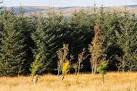 NS7705 : Deciduous trees in - via Daymix