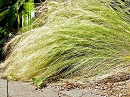 Attēlu rezultāti vaicājumam “Najas tenuissima”