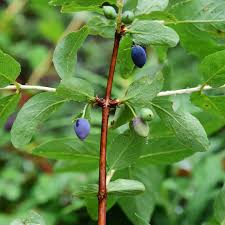 Attēlu rezultāti vaicājumam “Lonicera caerulea var. pallasii fruit”