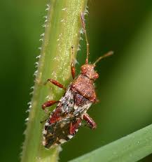 Attēlu rezultāti vaicājumam “Rhopalus maculatus imago”