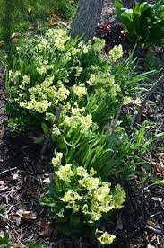 Image result for Primula veris