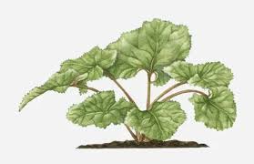 Attēlu rezultāti vaicājumam “Petasites hybridus leaf”