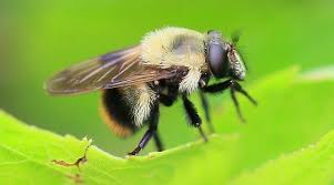 Attēlu rezultāti vaicājumam “Volucella bombylans”