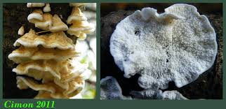 Attēlu rezultāti vaicājumam “Plicatura nivea”