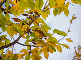 Attēlu rezultāti vaicājumam “Carpinus betulus leaf”