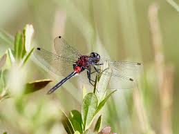 Attēlu rezultāti vaicājumam “Leucorrhinia caudalis male”