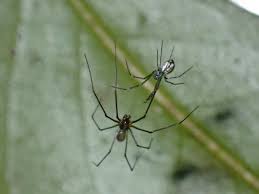 Attēlu rezultāti vaicājumam “Linyphiidae”