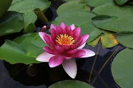 Attēlu rezultāti vaicājumam “Nymphaea candida flower”