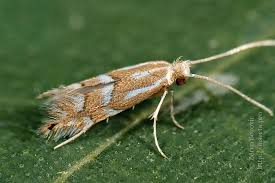 Attēlu rezultāti vaicājumam “Cameraria ohridella”