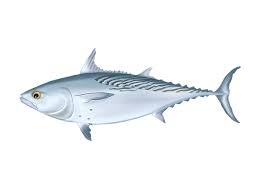 Image result for Euthynnus affinis